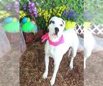 Small American Pit Bull Terrier Mix