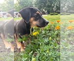 Small #4 Collie-Labrador Retriever Mix