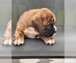 Small Photo #4 Boxer Puppy For Sale in MECHANICSVILLE, MD, USA