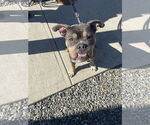 Small #10 Bulldog Mix