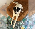 Small #1 Jack Russell Terrier Mix