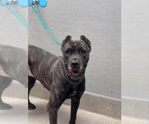 Mutt Dogs for adoption in Las Vegas, NV, USA