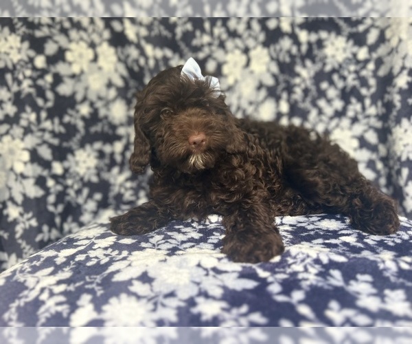 Medium Photo #11 Cock-A-Poo Puppy For Sale in LAKELAND, FL, USA