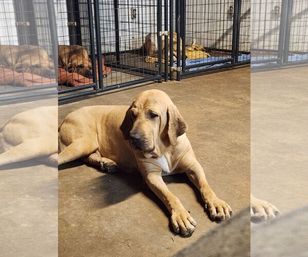 Medium Photo #10 Fila Brasileiro Puppy For Sale in Jasper, AL, USA