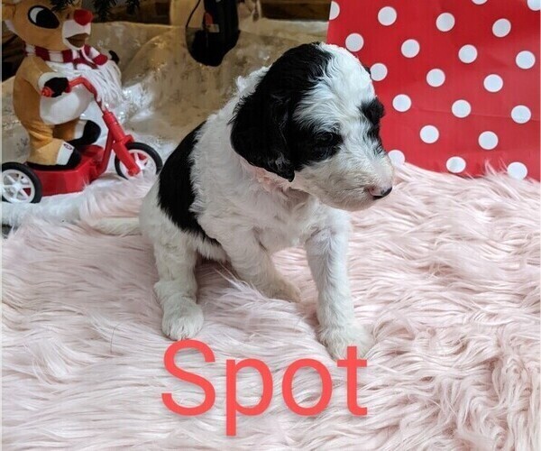 Medium Photo #6 Sheepadoodle Puppy For Sale in LITTLETON, CO, USA