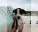 Small #2 American Pit Bull Terrier Mix