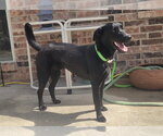 Small #4 Labrador Retriever Mix