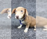 Small #1 Chihuahua Mix