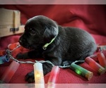 Litter of 8 - Male(s) and Female(s) Labrador RetrieverLitter of Puppies for Sale - Photo #3