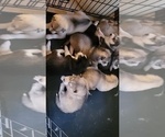 Small Photo #3 Alaskan Husky-Wolf Hybrid Mix Puppy For Sale in TIFTON, GA, USA