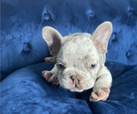 Small Photo #11 French Bulldog Puppy For Sale in TAMPA, FL, USA