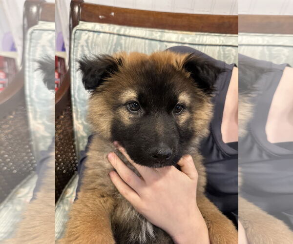 Medium Photo #8 German Shepherd Dog Puppy For Sale in Seattle, WA, USA