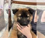 Small #7 German Shepherd Dog