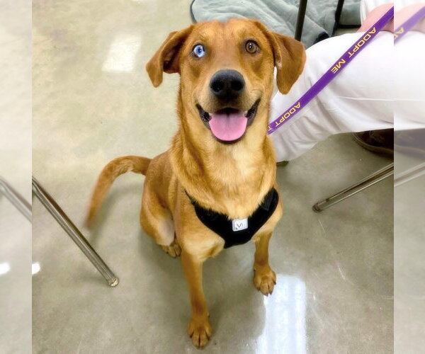 Medium Photo #3 Catahoula Leopard Dog-Labrador Retriever Mix Puppy For Sale in Alexander, AR, USA
