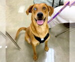 Small #2 Catahoula Leopard Dog-Labrador Retriever Mix