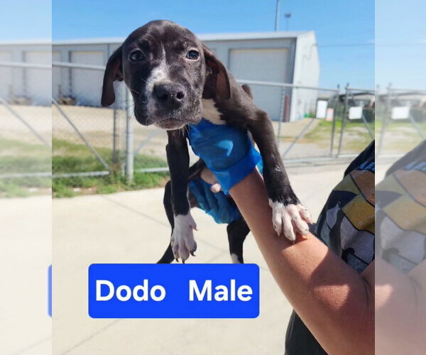 Medium Photo #3 Mutt Puppy For Sale in Evansville, IN, USA