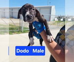 Small #2 Mutt