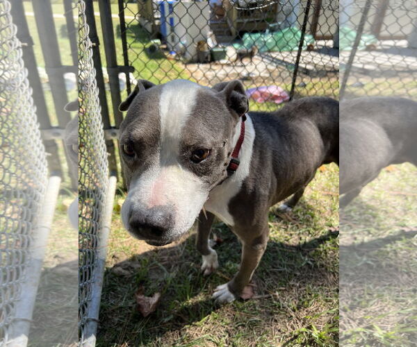 Medium Photo #23 Mutt Puppy For Sale in Garner, NC, USA