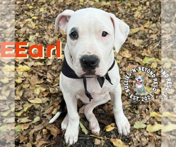 Medium Photo #5 Staffordshire Bull Terrier Puppy For Sale in Omaha, NE, USA