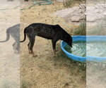 Small #2 Bluetick Coonhound