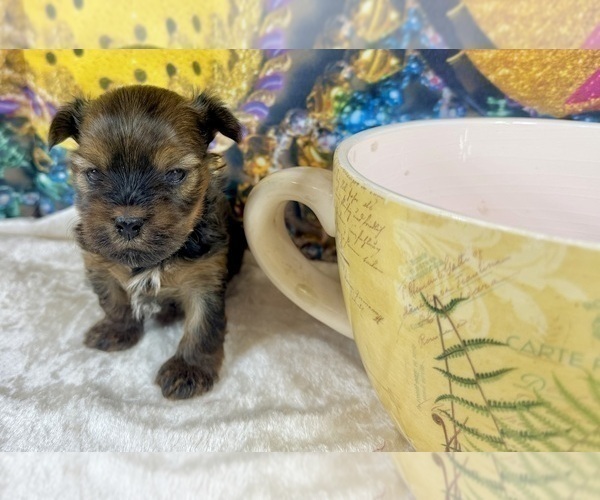 Medium Photo #19 Morkie Puppy For Sale in CASSVILLE, MO, USA