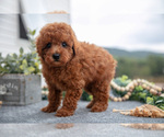 Small #1 Poodle (Miniature)