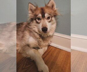 Heidi - ON HOLD - NO MORE APPLICATIONS - Female Siberian Husky Dog for Adoption - Photo #2