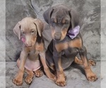 Small Photo #35 Doberman Pinscher Puppy For Sale in POMEROY, OH, USA