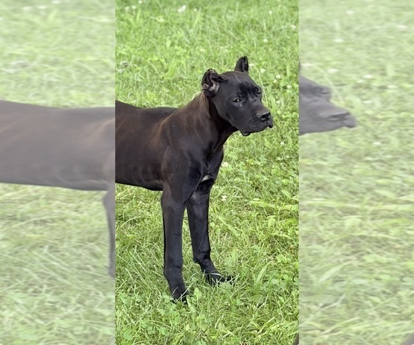 Medium Photo #7 Cane Corso Puppy For Sale in ANDERSON, IN, USA