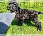 Small Photo #4 Poodle (Standard) Puppy For Sale in ODESSA, WA, USA
