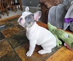 Puppy Oscar French Bulldog