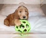 Small Photo #1 Labradoodle Puppy For Sale in ORLANDO, FL, USA