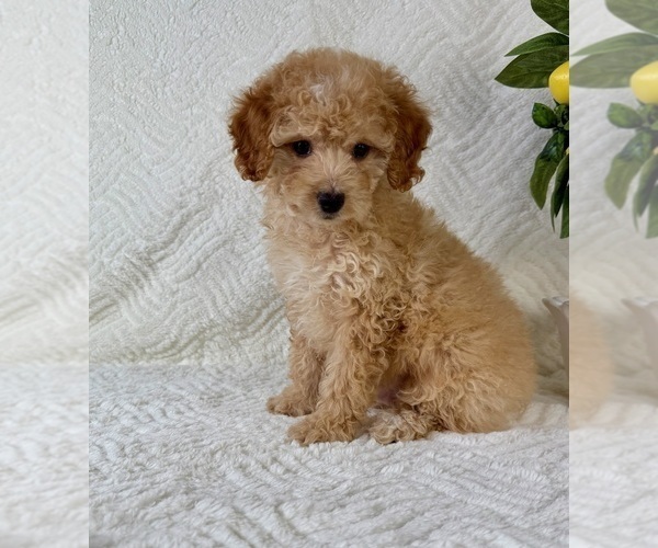 Medium Photo #4 Cock-A-Poo Puppy For Sale in GREENFIELD, IN, USA