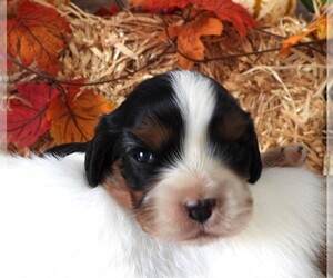 Cavalier King Charles Spaniel Puppy for sale in CARLISLE, KY, USA