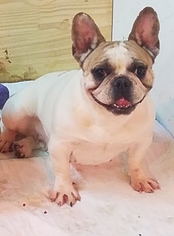Father of the French Bulldog puppies born on 05/09/2018