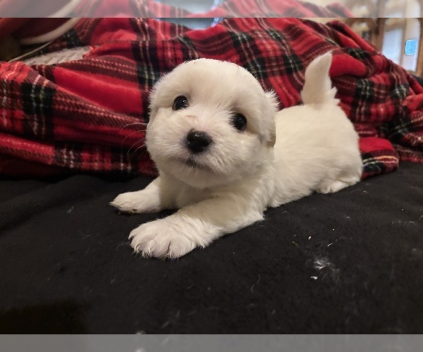 Medium Photo #32 Coton de Tulear Puppy For Sale in BIG RAPIDS, MI, USA