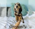 Small Photo #1 Dachshund Puppy For Sale in COOKEVILLE, TN, USA