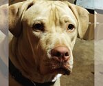 Small #9 American Pit Bull Terrier-American Staffordshire Terrier Mix