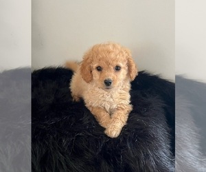 Goldendoodle (Miniature) Puppy for sale in NORTH VERNON, IN, USA