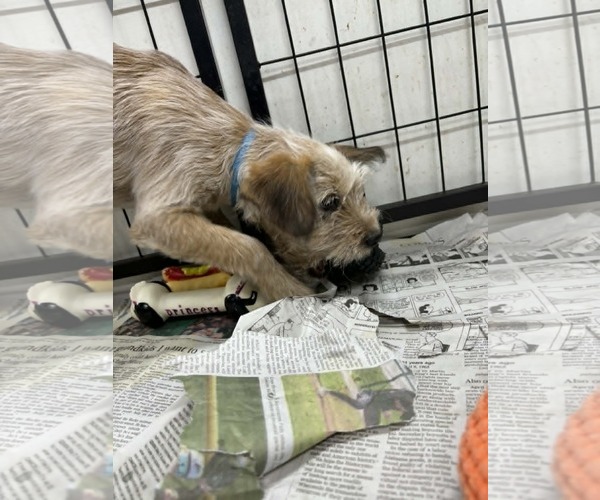 Medium Photo #3 Poodle (Miniature)-Red Heeler Mix Puppy For Sale in Mukwonago, WI, USA