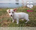 Small #1 Chiweenie