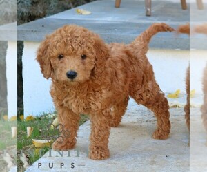 Goldendoodle (Miniature) Puppy for sale in NARVON, PA, USA