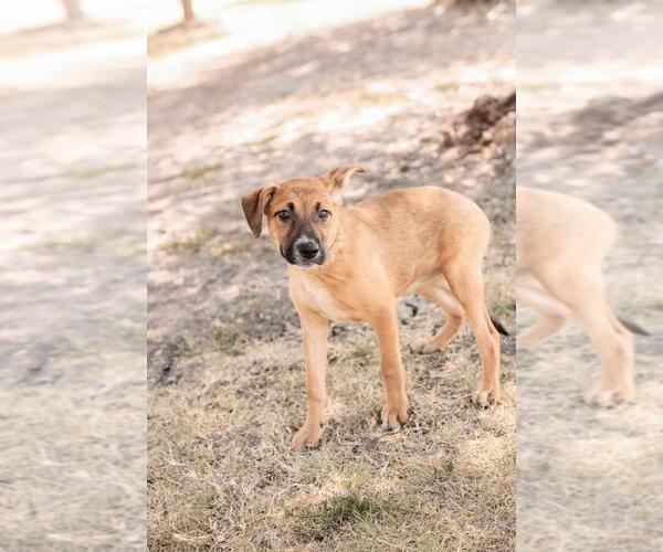 Medium Photo #9 Black Mouth Cur-Unknown Mix Puppy For Sale in Rockwall, TX, USA