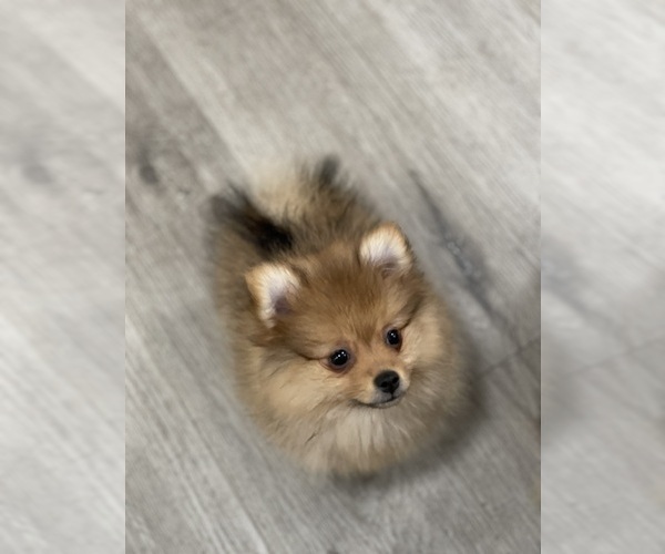 Medium Photo #3 Pomeranian Puppy For Sale in VENICE, CA, USA