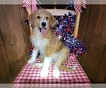 Small Photo #34 Bernedoodle (Miniature) Puppy For Sale in BLACK FOREST, CO, USA