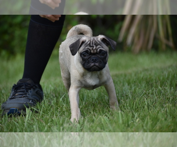 Medium Photo #6 Pug Puppy For Sale in PALM COAST, FL, USA