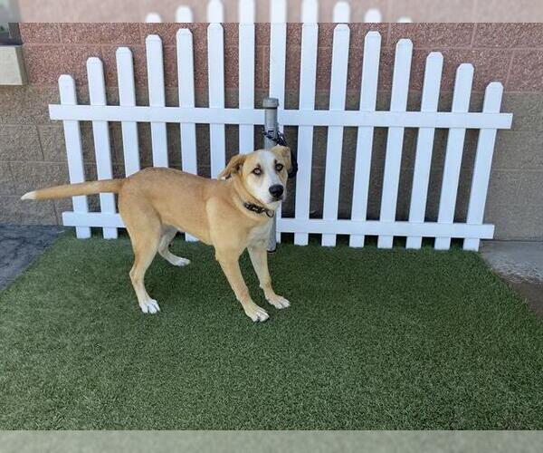 Medium Photo #1 Mutt Puppy For Sale in Modesto, CA, USA