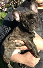 French Bulldog Puppy for sale in SANTA ROSA, CA, USA