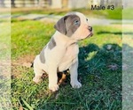 Small Photo #4 American Bulldog Puppy For Sale in COLUMBIA, KY, USA
