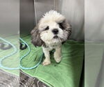 Small Shih Tzu